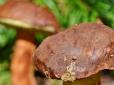 На Львівщині знайшли дивовижний гриб-велетень (фотофакт)